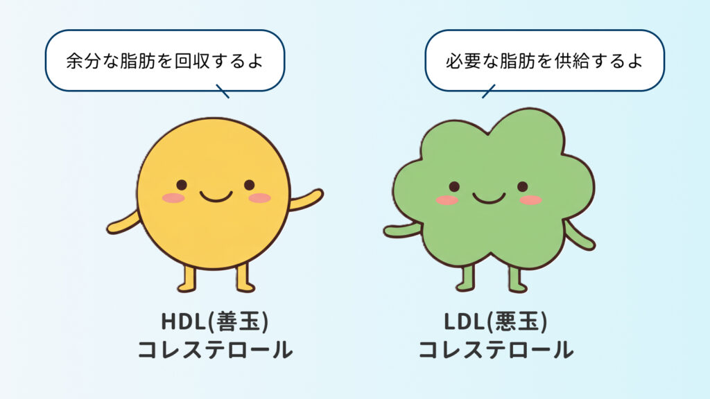 HDL（善玉）とLDL（悪玉）の紹介